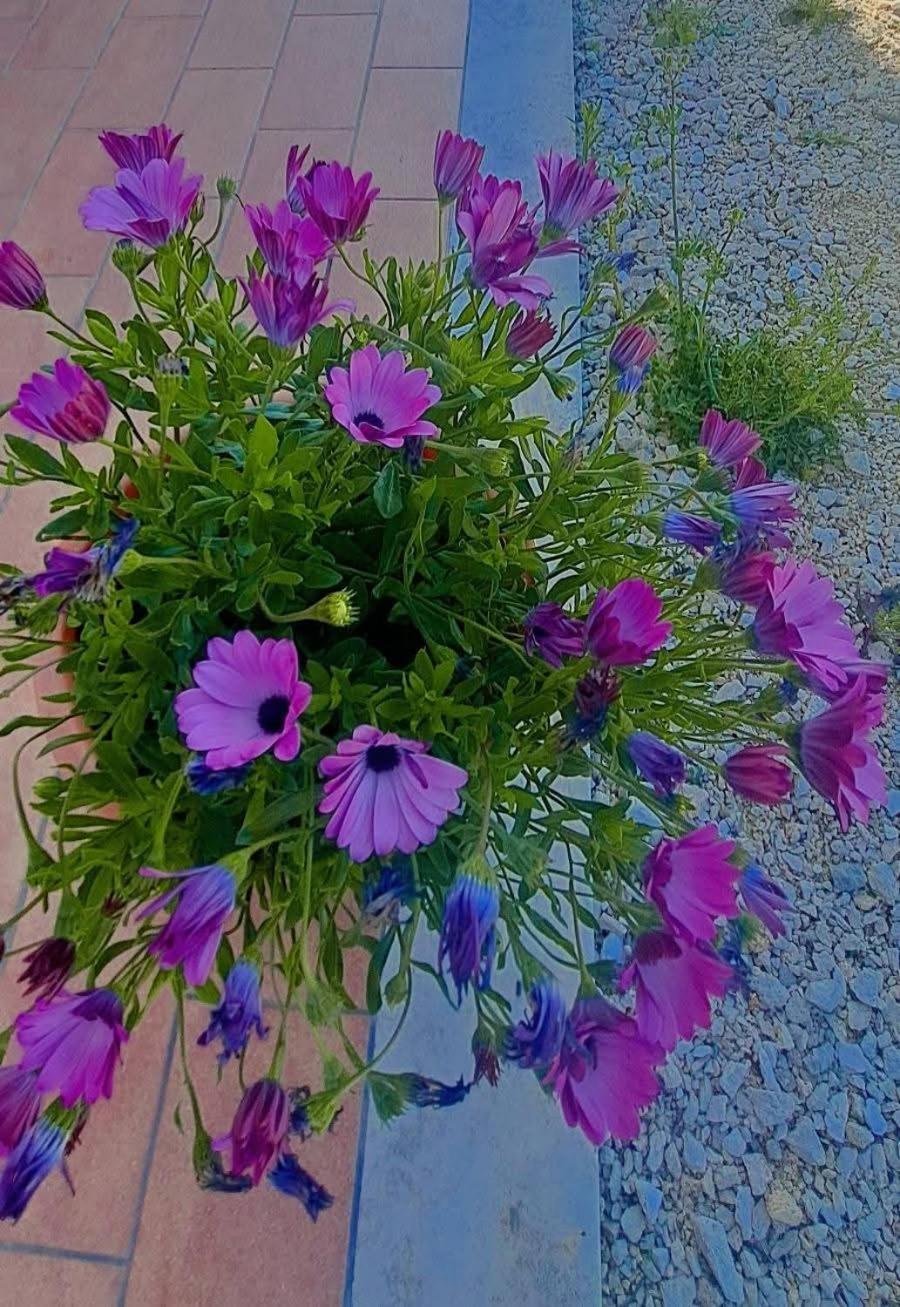 Agriturismo Maremma Amara Saturnia Dış mekan fotoğraf