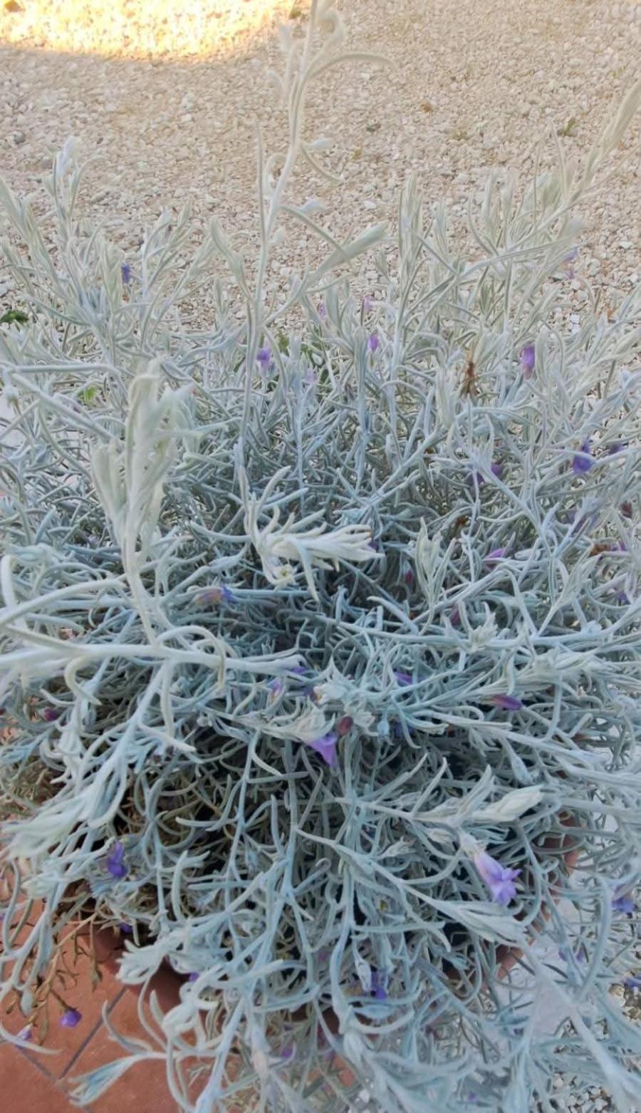 Agriturismo Maremma Amara Saturnia Dış mekan fotoğraf