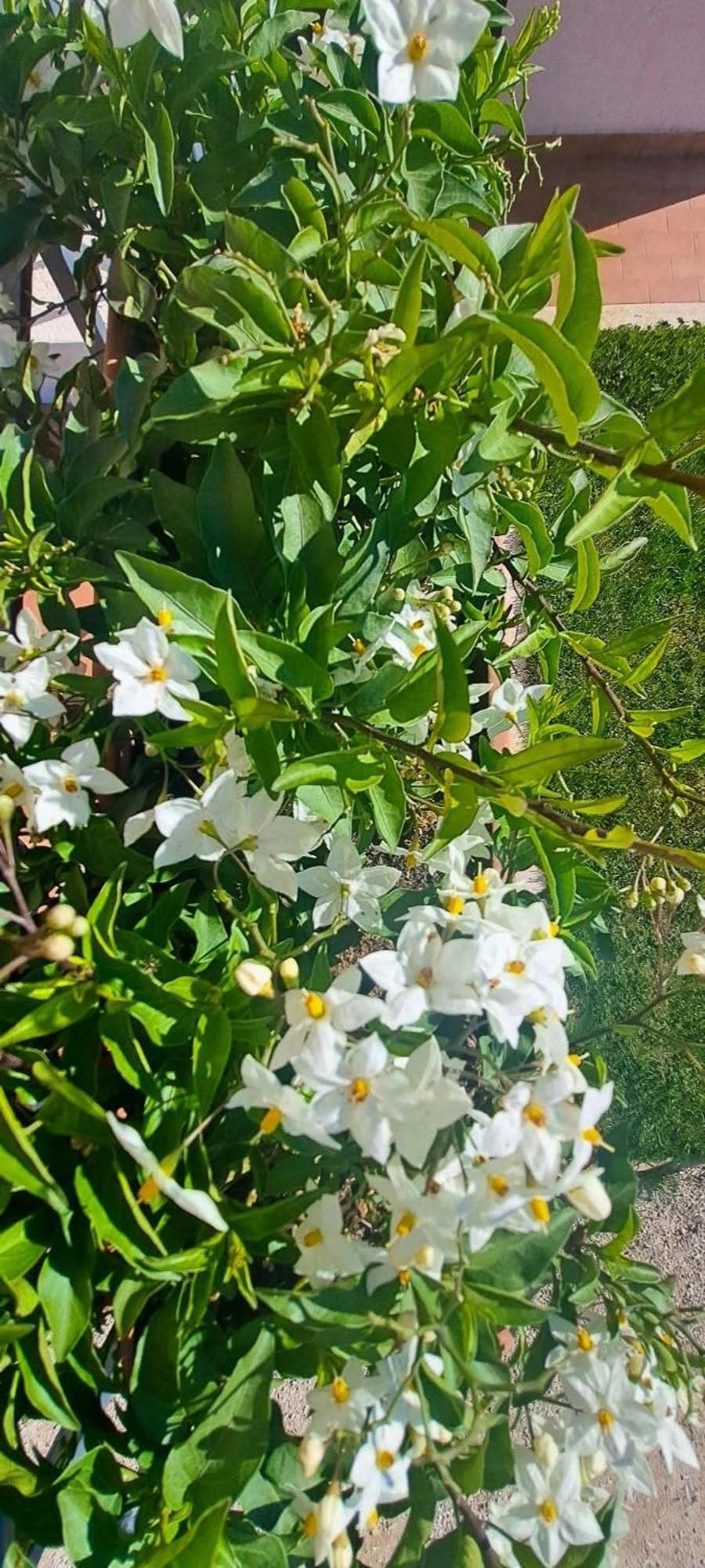 Agriturismo Maremma Amara Saturnia Dış mekan fotoğraf